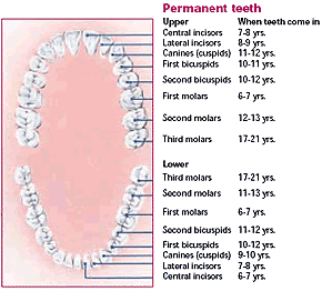 teeth by age chart