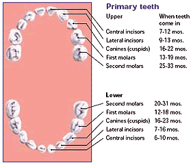 Baby Tooth Chart